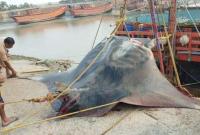 В Індійському океані виловили гігантського ската вагою 800 кілограмів