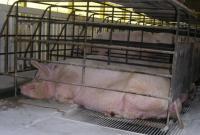 Європарламент хоче заборонити фермерам тримати тварин у клітках