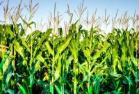 В Чорнобильській зоні пропонують вирощувати кукурудзу