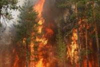 У США в пожежах знищено 400 гектарів лісу