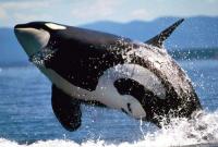 23 июля: Всемирный день китов и дельфинов