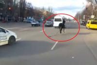 В Кривом Роге патрульные устроили погоню за сбежавшей лошадью