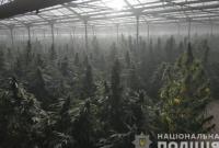 В Украине изъяли каннабиса на более чем 50 млн евро