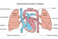 Как распознать пороки сердца и что с ними делать
